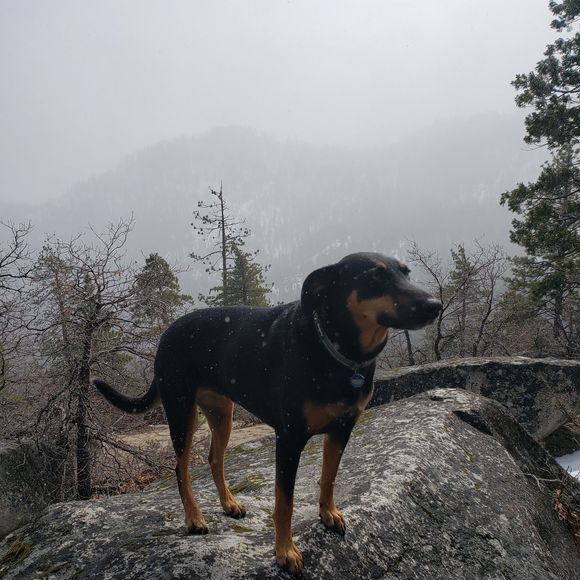 Meet your Posher, Lola - Picture 1 of 1